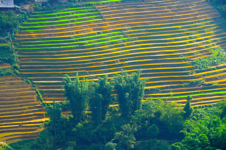 a view of sapa rice terraces and and mountains