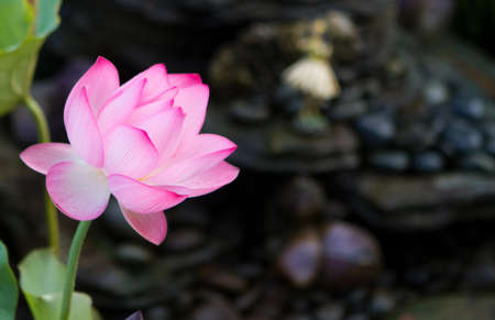 Beautiful fuchsia Lotus With Morning Due and a Hula girl statue in the backgroundの写真素材