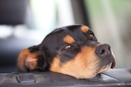 Mixed Breed Doberman and Rotweiller with his chin on the car seat