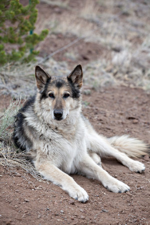Malamute Alaskan mixed Breed German Shepherd