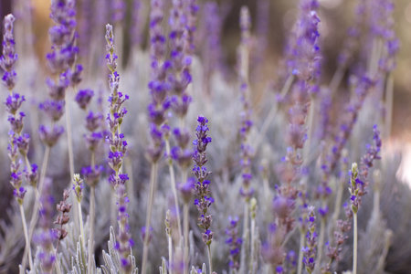 Healing Lavender Plants ready to pick