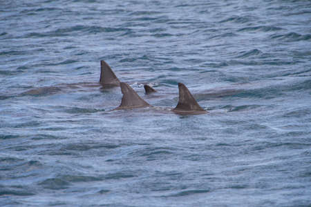 Fins above water in Hawaii watersの写真素材