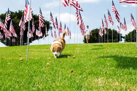 Mixed Breed Dog and his owner walking on a green lawn covered with American Flagsの写真素材