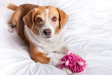 Pretty Dog looking at camera with a funny pink toyの写真素材