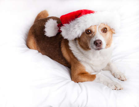 Happy Dog looking at camera with a Santa Hat onの写真素材