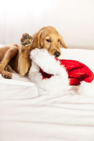 Golden Retriever Puppy chewing on a Santa Hatの写真素材