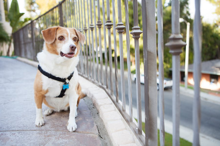 Female dog who just saw a squirrel