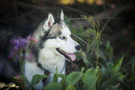 Beautiful Siberian Husky dog outdoors in purple spring flowersの写真素材