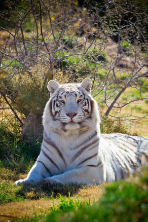 Strong dominating female white tiger in green grassの写真素材