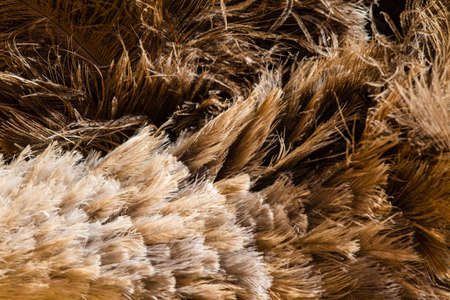 Ostrich feathers make up a textured backgroundの写真素材