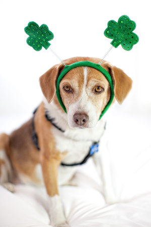 Funny Cute dog Saint Patrick's Day fun