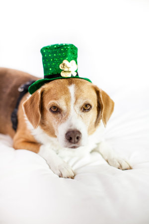 Funny Cute dog wearing a hat Saint Patrick's Day fun