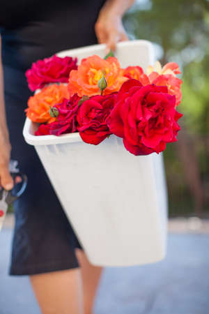 Woman carrying fresh cut rosesの写真素材