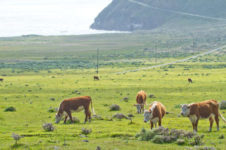 Cows on California coastline along Highway 1 between Big Sur and Cambriaの写真素材