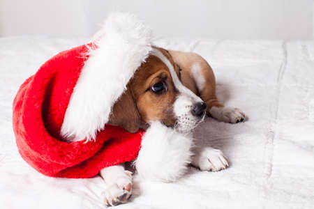 Adorable  Christmas Puppy on a bedの写真素材