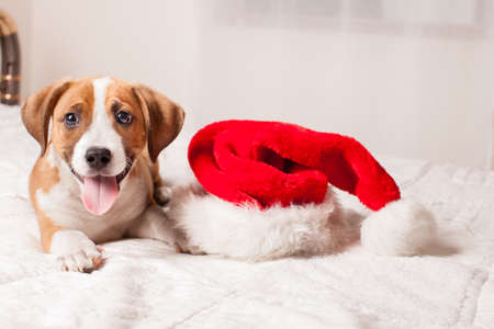 Adorable  Christmas Puppy on a bedの写真素材