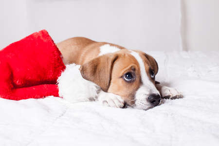 Adorable  Christmas Puppy on a bedの写真素材