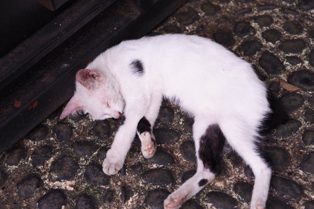 black and white cat sleepingの写真素材