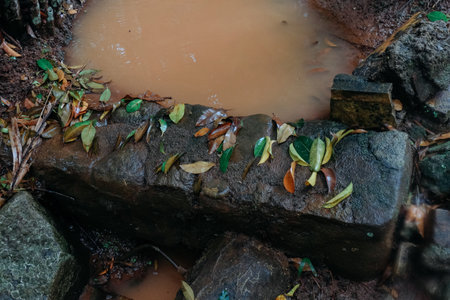 leaves on rocks in the ditchの写真素材