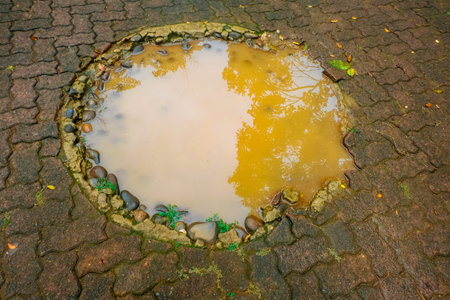 puddle of water on cement blocks with tree reflection