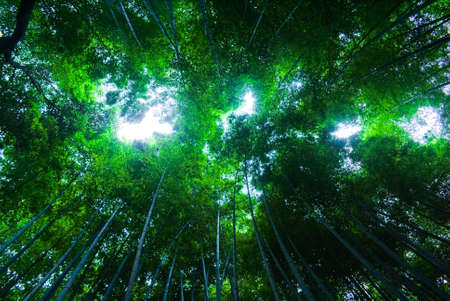 An upward perspective shot of a bamboo forest in Arashiyama, Japanの写真素材
