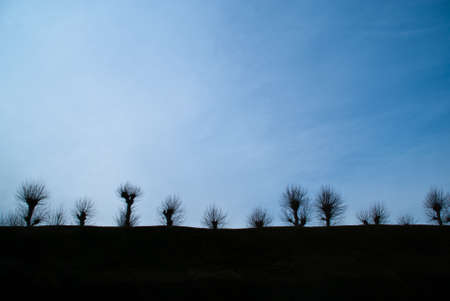 A row of skeletal trees silhouetted against a blue sky at duskの写真素材