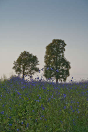 Two trees on the horizon with a field of purple flowersの写真素材