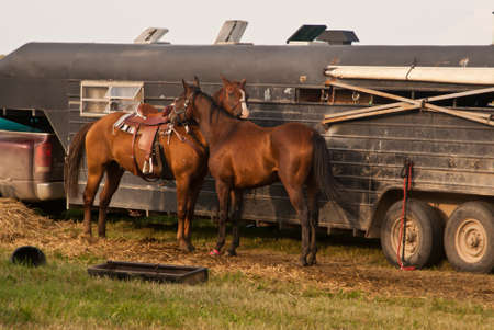 Two horses nuzzling in front of their trailer at the fairgroundの写真素材