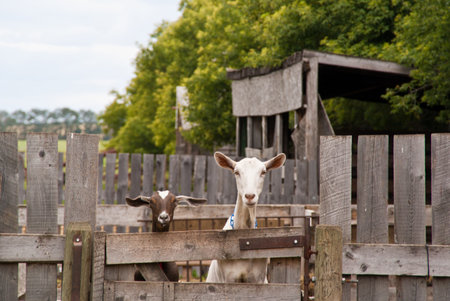 Two goats on a farm look over an aged wooden fenceの写真素材