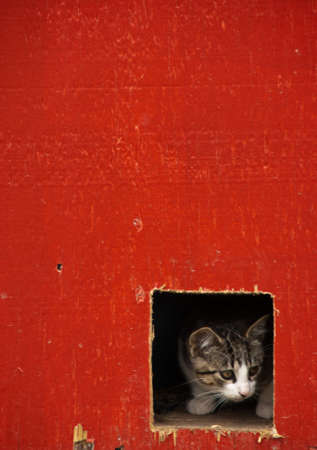 A kitten peers out of a square hole in a red farm buildingの写真素材