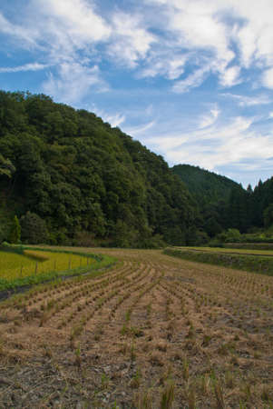 A recently-harvested rice field in rural Japanの写真素材
