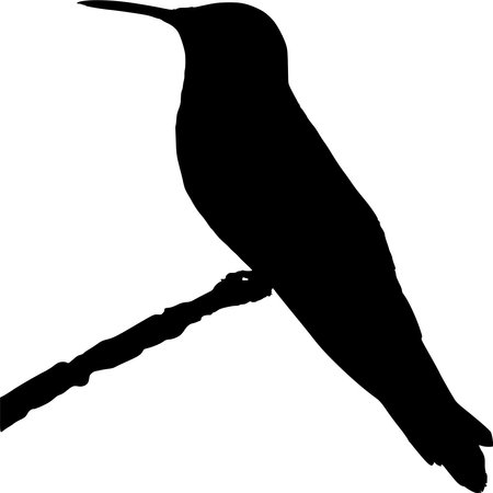 Vector silhouette of Hummingbird on white backgroundのイラスト素材