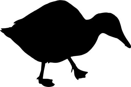 Vector silhouette of Duck on white backgroundのイラスト素材
