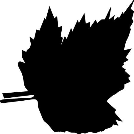 Vector silhouette of Maple Leaf on white backgroundのイラスト素材