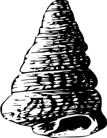 Vector silhouette of Seashell on white backgroundのイラスト素材