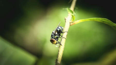 Green fly insect on small branch - Close up macroの素材
