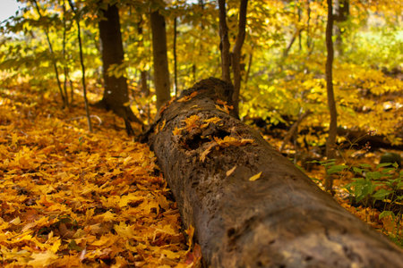 A decaying log laying on the ground in a wooded area during the fall season.