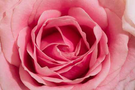 a bottle of classic pink rose close-up. Macroの写真素材