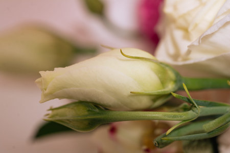 A white eustoma bud close-up in a bouquetの写真素材