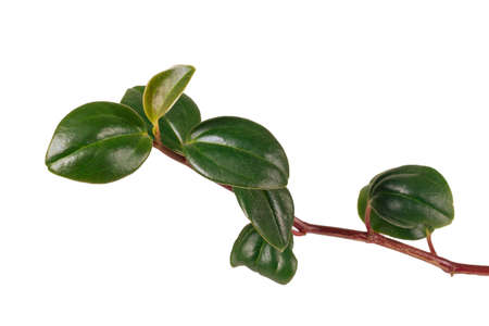 Peperomia magnoliyaefolia potted white backgroundの写真素材