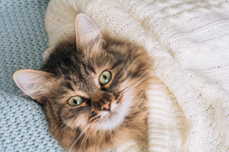 Fluffy striped cat lies under a white blanket and bedsheets. Funny pet resting in bed on blue plaidの写真素材