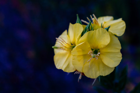 Floral summer spring background. Yellow wildflowers close-up in a field on nature on a dark blue...