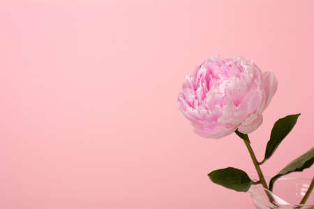 close-up of fresh pink peony flower on pink background with copy space. holiday and gifts conceptの写真素材
