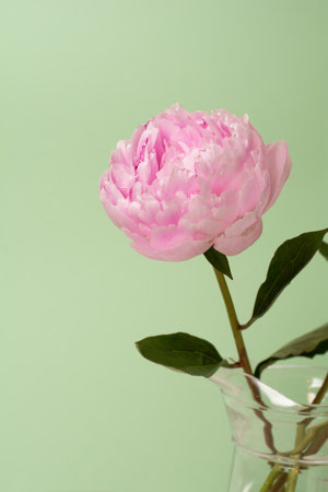 close-up of fresh pink peony flower on green background. holiday and gifts conceptの写真素材