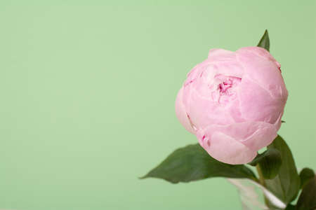close-up of fresh pink peony flower on green background with copy space. holiday and gifts conceptの写真素材