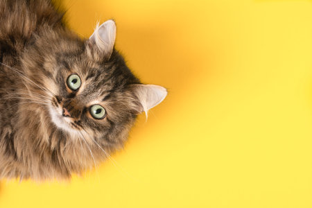 Top view funny tabby cat portrait on yellow background. Cute green-eyed fluffy brown cat flat lay. Funny pets conceptの写真素材