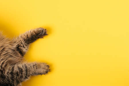 Top view of paws of tabby cat on yellow background. Funny brown cat flat lay. Funny pets conceptの写真素材