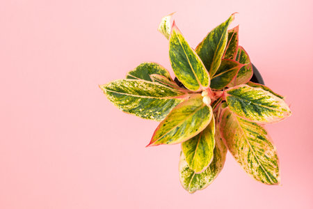 Top view of small green variegated plant Aglaonema Salmon Fantasy on pink background with copy space. Home plant concept flat lay. texture of flower leavesの写真素材