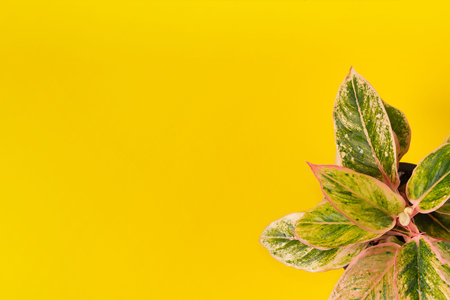 Top view of small green variegated plant Aglaonema Salmon Fantasy on yellow background with copy...