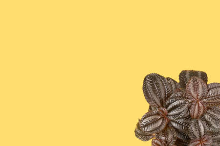 Top view of small green plant Pilea on yellow background with copy space. Home plant concept flat lay. texture of flower leavesの写真素材